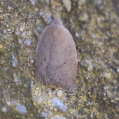 Garrha (genus) (A concealer moth) at Mongarlowe River - 11 Sep 2019 by LisaH