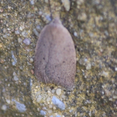 Garrha (genus) (A concealer moth) at Mongarlowe River - 11 Sep 2019 by LisaH