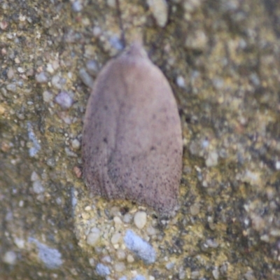 Garrha (genus) (A concealer moth) at Mongarlowe, NSW - 11 Sep 2019 by LisaH