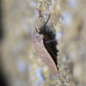 Garrha (genus) at Mongarlowe, NSW - 11 Sep 2019 01:35 PM