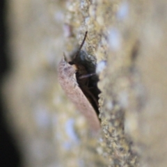 Garrha (genus) at Mongarlowe, NSW - 11 Sep 2019 01:35 PM