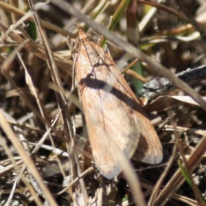 Achyra affinitalis at Mongarlowe, NSW - 11 Sep 2019