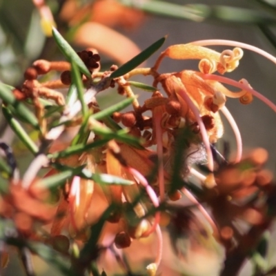 Grevillea juniperina subsp. villosa at Mongarlowe River - 11 Sep 2019 by LisaH