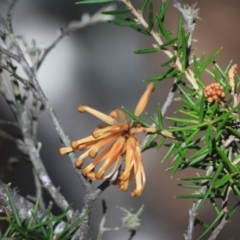 Grevillea juniperina subsp. villosa at Mongarlowe, NSW - 11 Sep 2019 02:41 PM