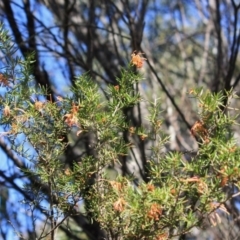 Grevillea juniperina subsp. villosa at Mongarlowe, NSW - 11 Sep 2019 02:41 PM