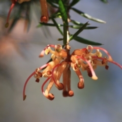 Grevillea juniperina subsp. villosa at Mongarlowe, NSW - 11 Sep 2019 02:41 PM