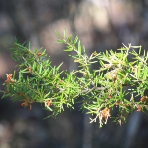 Grevillea juniperina subsp. villosa at Mongarlowe, NSW - 11 Sep 2019