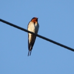 Hirundo neoxena (Welcome Swallow) at Braidwood, NSW - 11 Sep 2019 by LisaH
