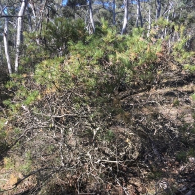 Banksia spinulosa (Hairpin Banksia) at Budawang, NSW - 11 Sep 2019 by LisaH
