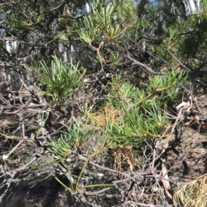 Banksia spinulosa at Budawang, NSW - 11 Sep 2019