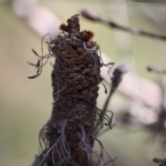 Banksia spinulosa at Budawang, NSW - 11 Sep 2019