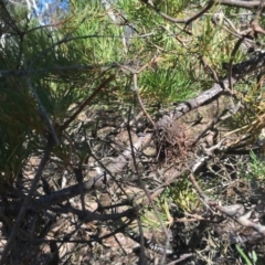 Banksia spinulosa at Budawang, NSW - 11 Sep 2019