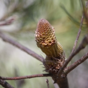 Banksia spinulosa at Budawang, NSW - 11 Sep 2019 03:54 PM