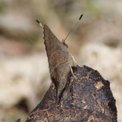 Paralucia aurifera (Bright Copper) at Mongarlowe River - 11 Sep 2019 by LisaH