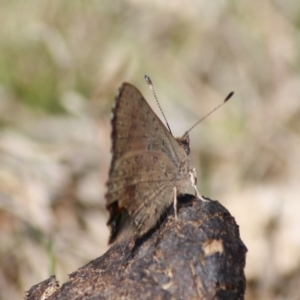 Paralucia aurifera at Mongarlowe, NSW - 11 Sep 2019 03:25 PM