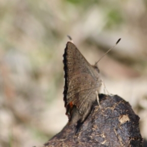 Paralucia aurifera at Mongarlowe, NSW - 11 Sep 2019