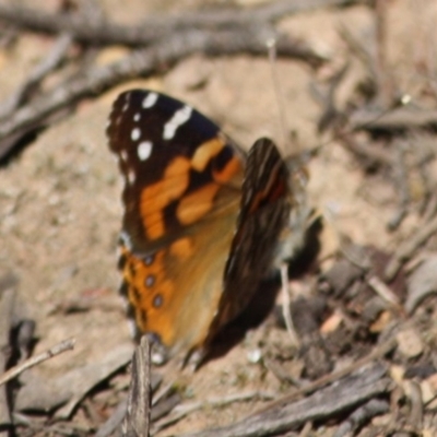 Vanessa kershawi (Australian Painted Lady) at Charleys Forest, NSW - 11 Sep 2019 by LisaH