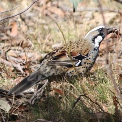 Cinclosoma punctatum (Spotted Quail-thrush) at Mongarlowe, NSW - 11 Sep 2019 by LisaH