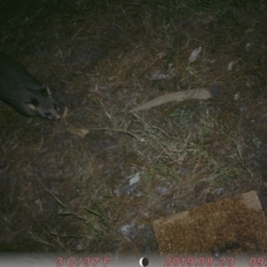 Trichosurus vulpecula (Common Brushtail Possum) at Mount Ainslie to Black Mountain - 23 Aug 2019 by MReevesii00milktea