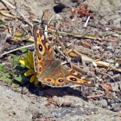 Junonia villida (Meadow Argus) at Isabella Plains, ACT - 10 Sep 2019 by RodDeb