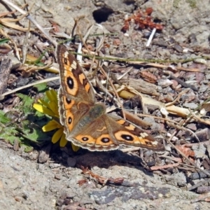 Junonia villida at Isabella Plains, ACT - 10 Sep 2019 11:40 AM