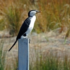 Microcarbo melanoleucos (Little Pied Cormorant) at Monash, ACT - 10 Sep 2019 by RodDeb