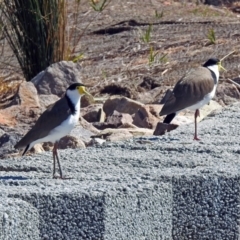 Vanellus miles (Masked Lapwing) at Tuggeranong Creek to Monash Grassland - 10 Sep 2019 by RodDeb