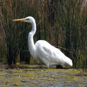 Ardea alba at Monash, ACT - 10 Sep 2019