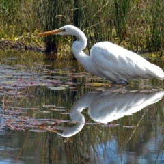 Ardea alba at Monash, ACT - 10 Sep 2019