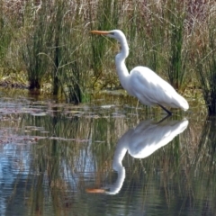 Ardea alba at Monash, ACT - 10 Sep 2019