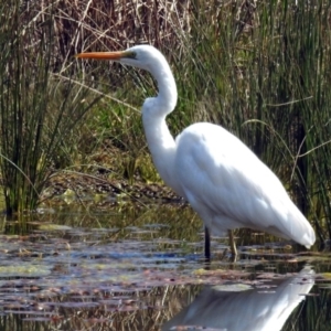 Ardea alba at Monash, ACT - 10 Sep 2019 11:02 AM