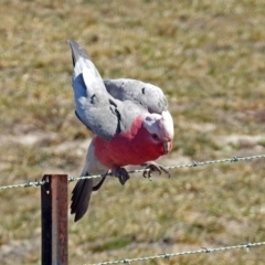 Eolophus roseicapilla (Galah) at Paddys River, ACT - 10 Sep 2019 by RodDeb