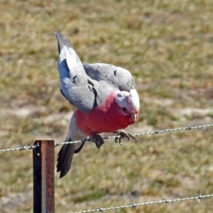 Eolophus roseicapilla at Paddys River, ACT - 10 Sep 2019