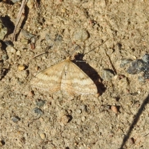 Scopula rubraria at Paddys River, ACT - 10 Sep 2019