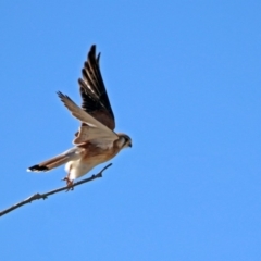 Falco cenchroides (Nankeen Kestrel) at Paddys River, ACT - 10 Sep 2019 by RodDeb