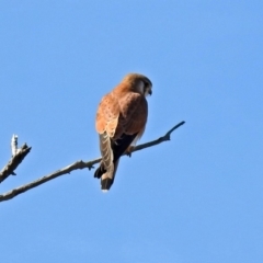 Falco cenchroides at Paddys River, ACT - 10 Sep 2019 12:26 PM