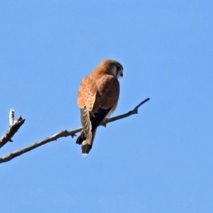 Falco cenchroides at Paddys River, ACT - 10 Sep 2019 12:26 PM