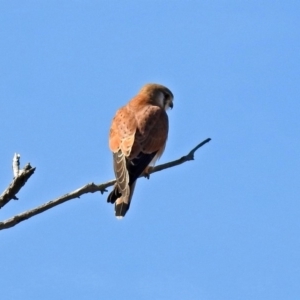 Falco cenchroides at Paddys River, ACT - 10 Sep 2019