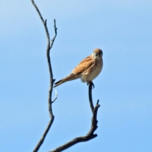 Falco cenchroides at Paddys River, ACT - 10 Sep 2019 12:26 PM