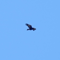 Aquila audax (Wedge-tailed Eagle) at Paddys River, ACT - 10 Sep 2019 by RodDeb