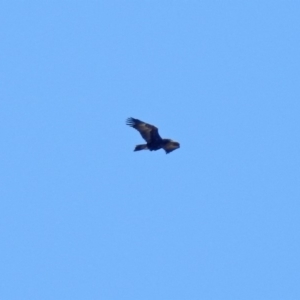 Aquila audax at Paddys River, ACT - 10 Sep 2019 12:38 PM