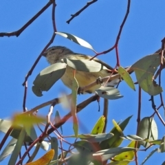 Smicrornis brevirostris (Weebill) at Paddys River, ACT - 10 Sep 2019 by RodDeb