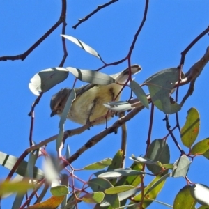 Smicrornis brevirostris at Paddys River, ACT - 10 Sep 2019