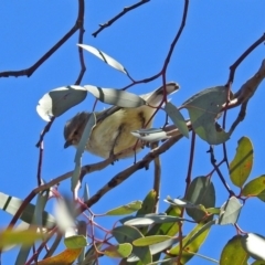 Smicrornis brevirostris at Paddys River, ACT - 10 Sep 2019