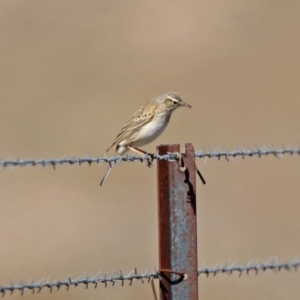 Anthus australis at Paddys River, ACT - 10 Sep 2019