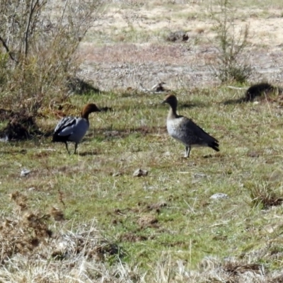 Chenonetta jubata (Australian Wood Duck) at Paddys River, ACT - 10 Sep 2019 by RodDeb