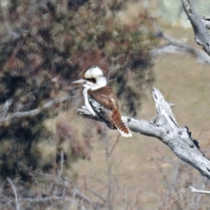 Dacelo novaeguineae at Paddys River, ACT - 10 Sep 2019 01:30 PM