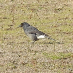 Strepera graculina (Pied Currawong) at Paddys River, ACT - 10 Sep 2019 by RodDeb