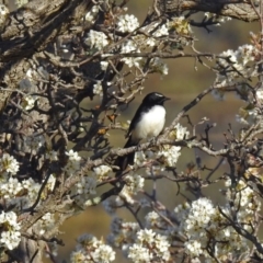 Rhipidura leucophrys (Willie Wagtail) at Paddys River, ACT - 10 Sep 2019 by RodDeb