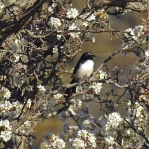 Rhipidura leucophrys at Paddys River, ACT - 10 Sep 2019